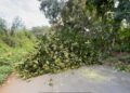 Edeeste informa interrupción del servicio eléctrico en Peralvillo se debe a corte de árboles por protesta de asfaltado